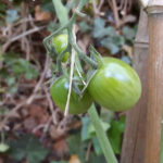 Unsere Tomaten im Tomatenzelt