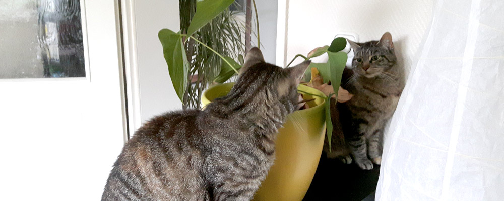 Bei dem Wetter hat es heute auch Bohne recht eilig rein zu kommen. Die Katzen bieten sich ein furchtbar gefährliches und spannendes Starr-Knur-Battle.