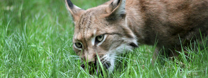 Wochenende in Bildern - Luchs im Wildpark