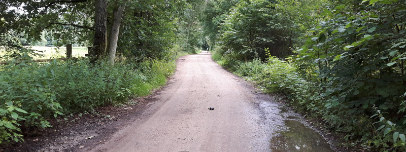 Wochenende in Bildern - Kleiner Waldspaziergang