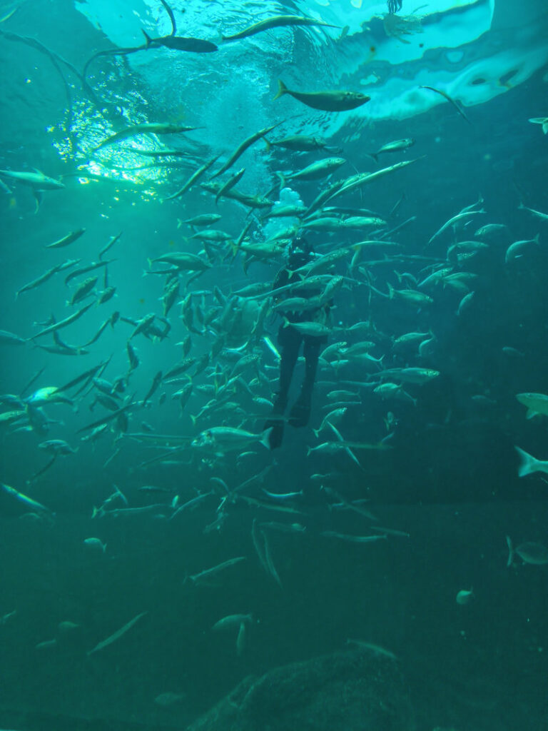 Taucher im Nordsee Ozeanarium