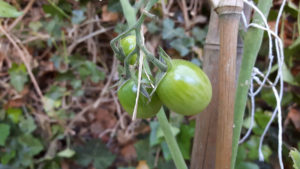 Unsere Tomaten im Tomatenzelt